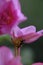 Wasp sits on the stem under a pink flower