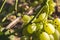 Wasp sitting on a berry and eats ripe grapes