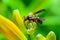 Wasp sitting on day lily stalk