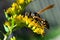 A wasp sitting on a goldenrod macro