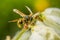 Wasp sitting on the plant