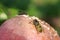 Wasp sitting on rotten apple