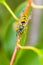 A wasp sitting on twig in summer