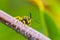 Wasp sitting on twig in summer