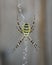 Wasp spider