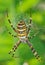 Wasp spider