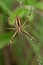 Wasp spider