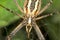 Wasp spider - Argiope bruennichi close-