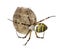 Wasp Spider, Argiope bruennichi, hanging