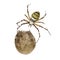 Wasp Spider, Argiope bruennichi, hanging on its egg sack against