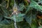 Wasp spider (Argiope bruennichi) waiting for preys in its web