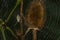 Wasp spider Argiope bruennichi on web.