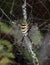 Wasp spider Argiope bruennichi on web.