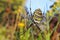 Wasp spider with dew drops