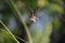 Wasp spider in private garden, make your contribution against species extinction