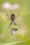 Wasp spider spins a prey