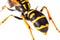 Wasp stinger detail