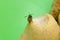Wasp sucks the juice out of the fruit.Wasp on pear