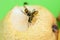 Wasp sucks the juice out of the fruit.Wasp on pear