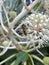 A wasp taking pollen from a fatsia japonica flower.