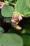 Wasp taking pollen from a snowberry flower head