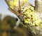 A wasp on a tree branch. Hymenoptera insect.