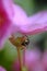 Wasp under a pink flower on a blurred background