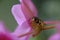 Wasp under a pink flower on a blurred background