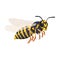 Wasp vector cartoon icon. Vector illustration insect wasp on white background. Isolated cartoon illustration icon of