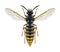 Wasp Vespula vulgaris female