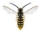Wasp Vespula vulgaris male