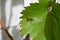 a wasp walking up a green vine leaf