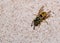 Wasp on wall