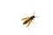 Wasp on a white background, injured flying wild bee donkey bee