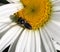 Wasp On White Daisy