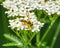 Wasp on White Yarrow Flowers