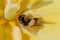 A wasp wild bee inside a bright yellow spring Tulip. Close up. Macro