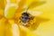 A wasp wild bee inside a bright yellow spring Tulip. Close up. Macro