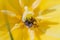 A wasp wild bee inside a bright yellow spring Tulip. Close up. Macro