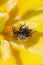 A wasp wild bee inside a bright yellow spring Tulip. Close up. Macro