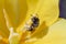 A wasp wild bee inside a bright yellow spring Tulip. Close up. Macro