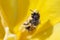 A wasp wild bee inside a bright yellow spring Tulip. Close up. Macro