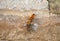 Wasp wolf fighting with brown spider on a stone wall rough