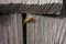 Wasp on a wooden tiled roof close-up. Weathered shingles