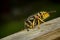 Wasp worker collecting wood