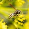 Wasp on yellow flower in nature