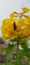 Wasp on yellow tecoma flower