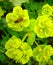 Wasp on yellowgreen flower