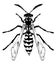 Wasp3 vector illustration decorative ink drawn