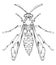 Wasp32 vector outline hornet hand drawn style